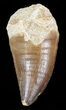 Mosasaur (Prognathodon) Tooth #43250-1